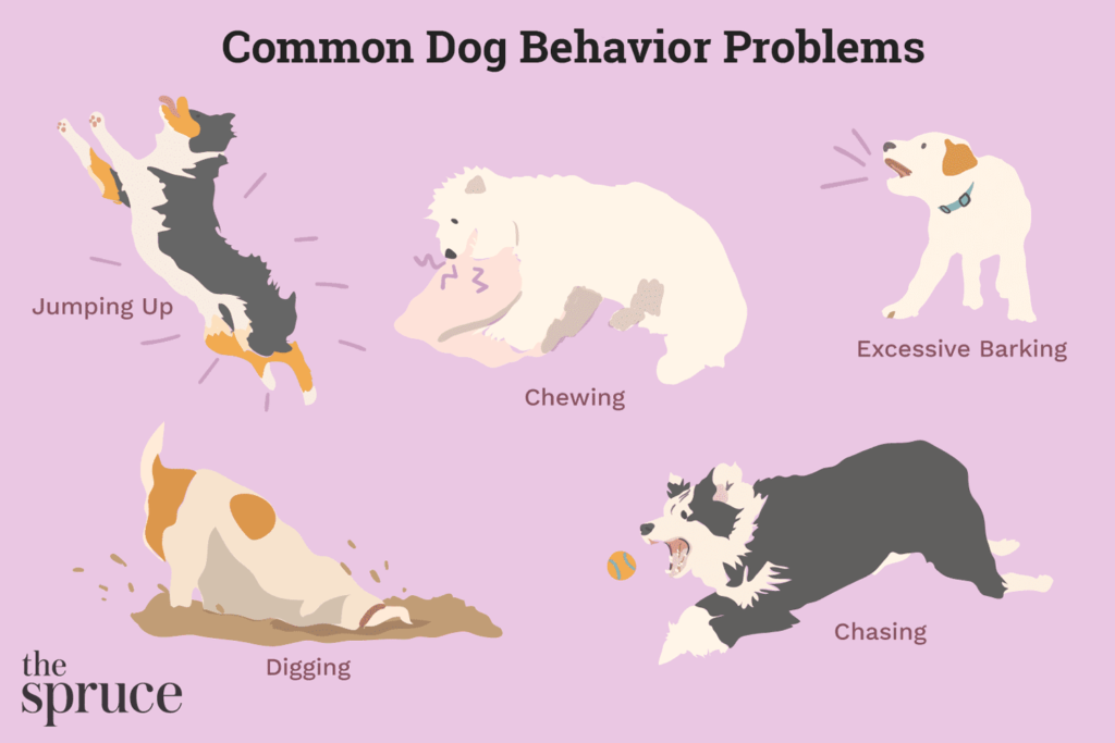 Common Behaviour problems in pets