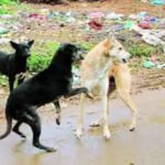 Delhi Civic Body Abandons Street Dog Removal Plan ahead of G20