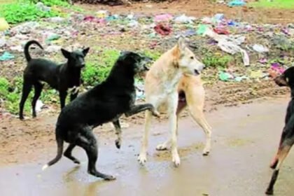 Delhi Civic Body Abandons Street Dog Removal Plan ahead of G20