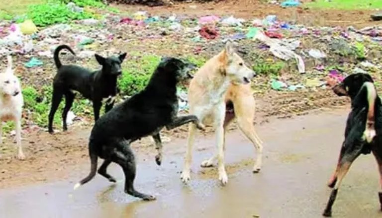 Delhi Civic Body Abandons Street Dog Removal Plan ahead of G20