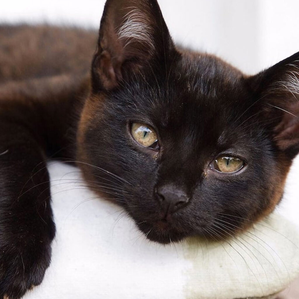 Celebrating National Black Cat Appreciation Day: