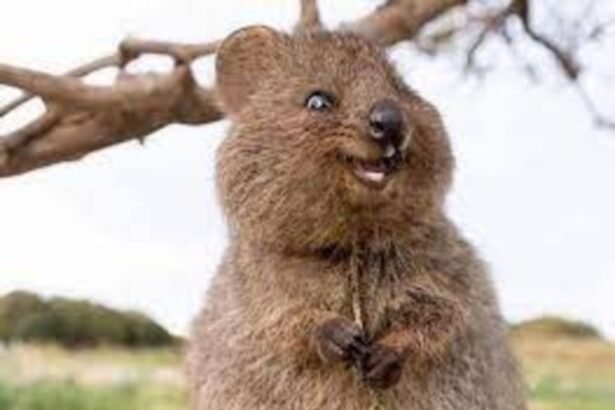 Illustrartion Image Of Adorable quokka encounters