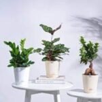 Embrace Low-Maintenance, Beneficial Plants for Your Home