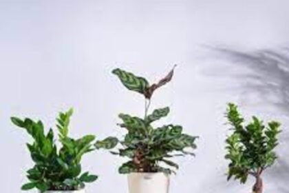 Embrace Low-Maintenance, Beneficial Plants for Your Home