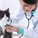 Veterinary Visits: Ensuring Feline Health and Happiness