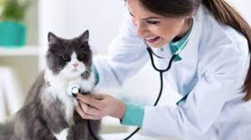 Veterinary Visits: Ensuring Feline Health and Happiness