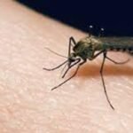 Battling Mosquito-Borne Threat EEE in Vermont