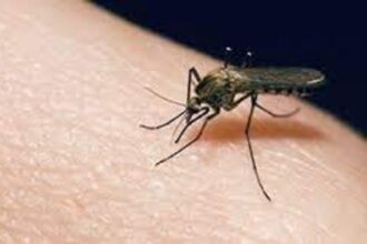 Battling Mosquito-Borne Threat EEE in Vermont