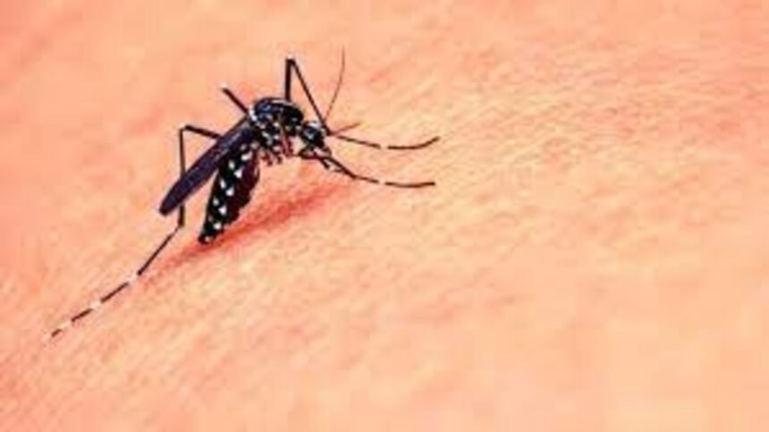 World Mosquito Day 2023