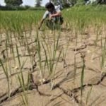 India Faces August Rainfall Deficit, Jeopardising Summer Crops