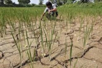 India Faces August Rainfall Deficit, Jeopardising Summer Crops