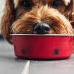 Balanced Diet for Your Pets what foods to avoid