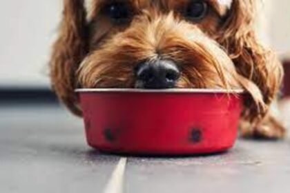 Balanced Diet for Your Pets what foods to avoid