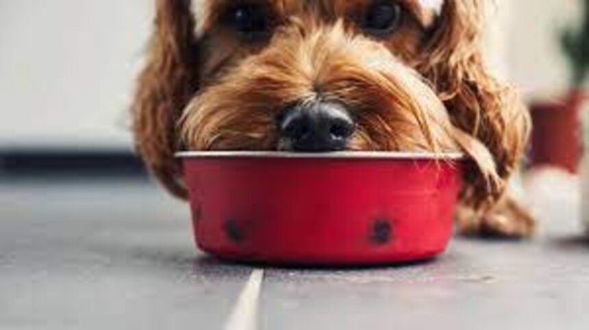 Balanced Diet for Your Pets what foods to avoid