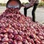 Onion Farmers Protest Against Centre's 40% Export Duty