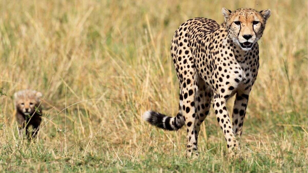 Cheetah high mortality Rate at Kuno national park 