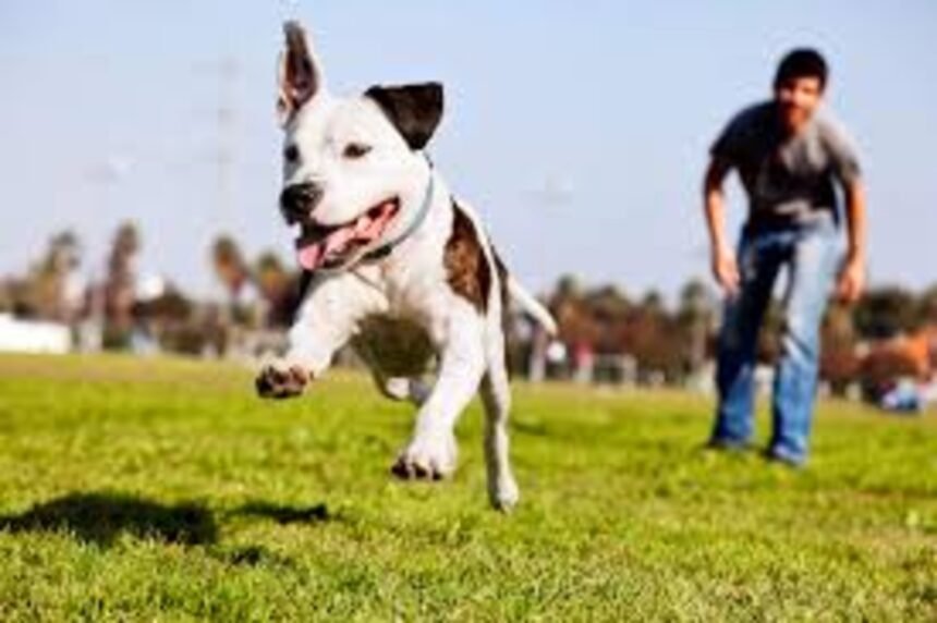 Independence Day Long Weekend with pets