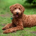 most popular assistant dog breeds