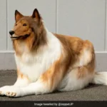 Japanese Man's Unconventional Transformation to dog