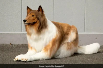 Japanese Man's Unconventional Transformation to dog