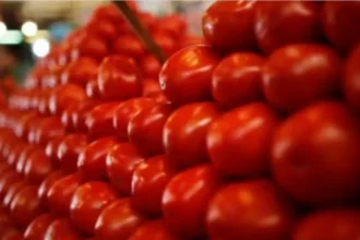 India to import tomatoes from Nepal price to drop in Delhi