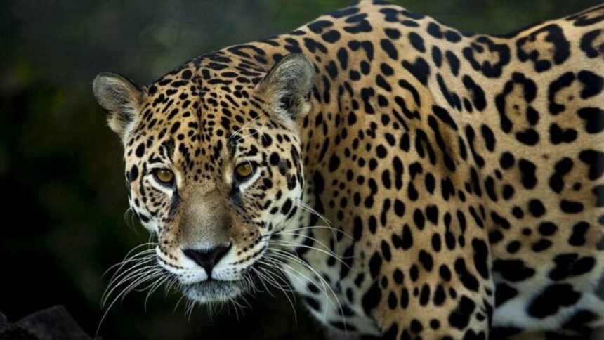International Jaguar Day 2023