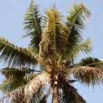 Coconut wilt disease