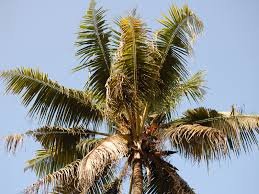 Coconut wilt disease