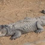 Mugger crocodile