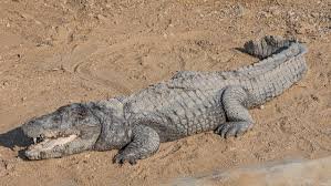 Mugger crocodile